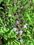 Salvia officinalis, Salbei, Färbepflanze, Färberpflanze, Pflanzenfarben,  färben, Klostergarten Seligenstadt